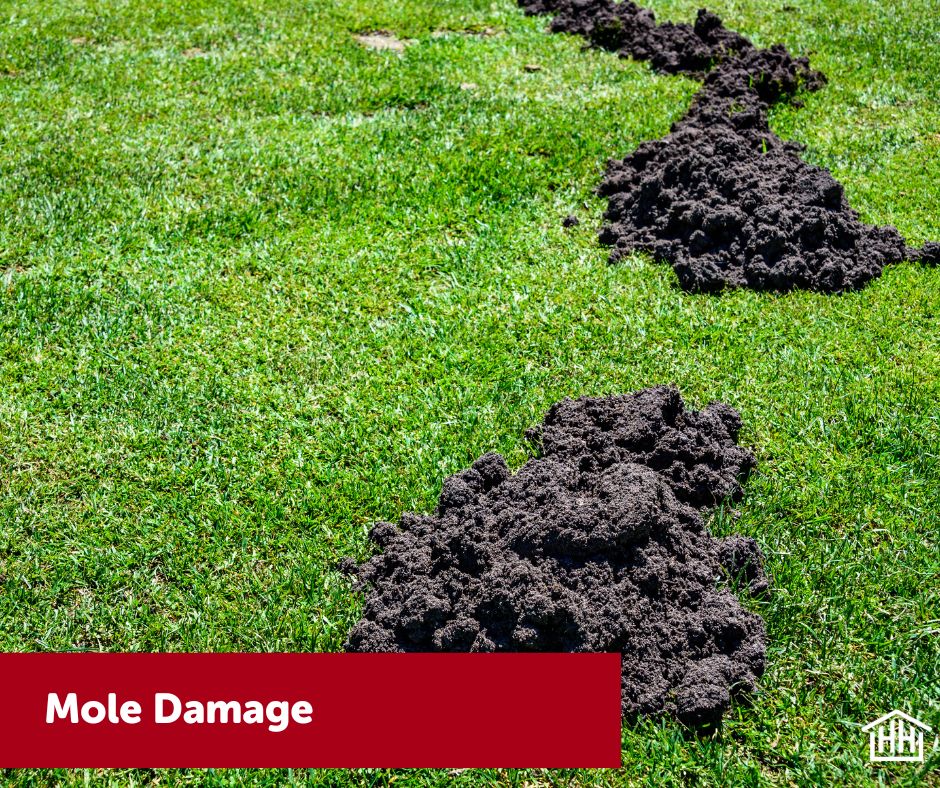 Mole Holes