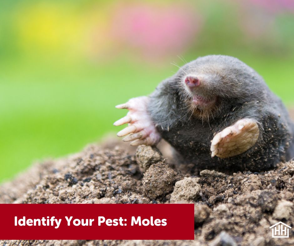 Moles
