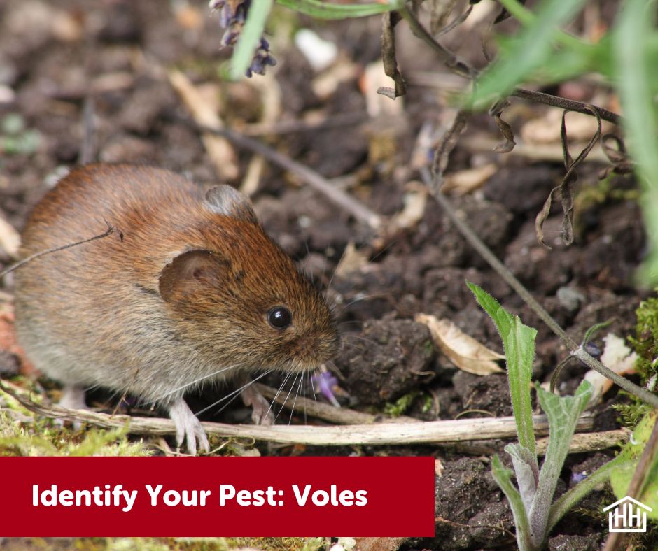 Voles