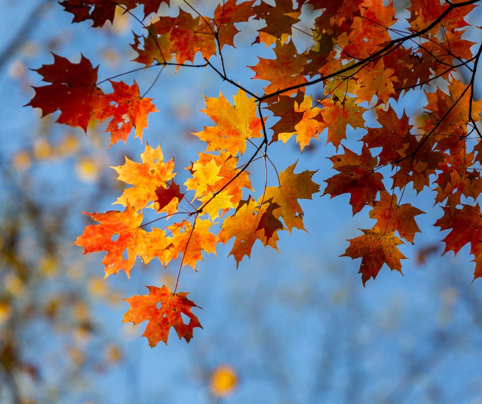 fall leaves