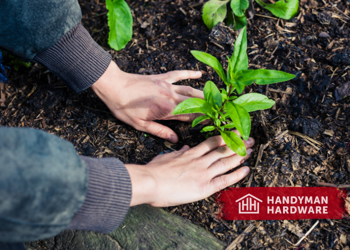 Planting Herbs