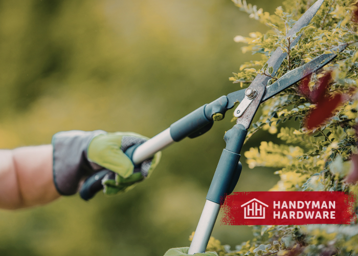 Pruning Branches